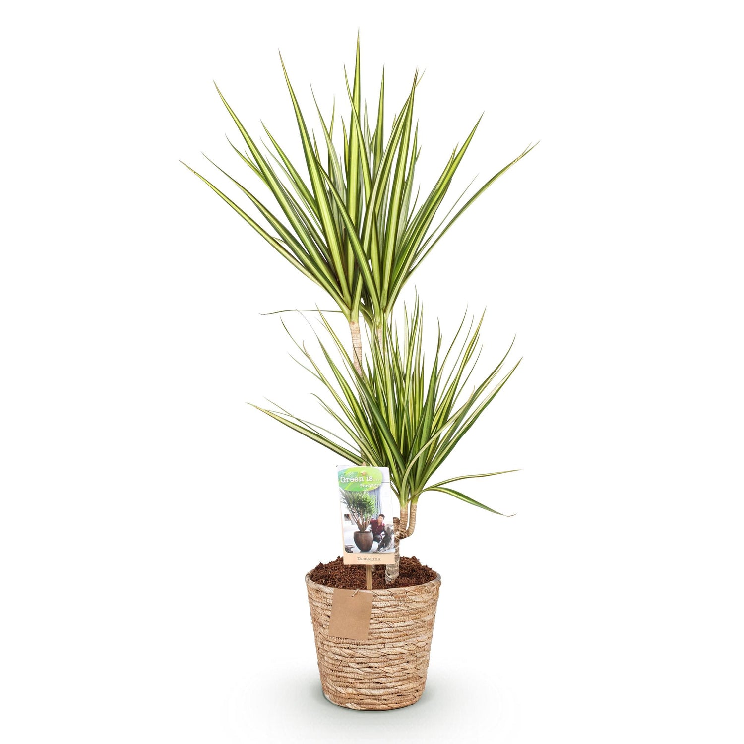 Everspring Dracaena Sunray im Korb, grüne Zimmerpflanze mit langen Blättern, in verschiedenen Größen, Innenraumdekoration