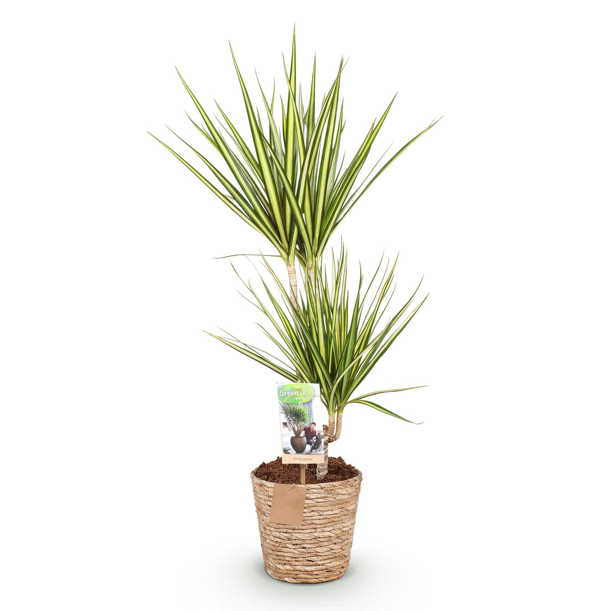Everspring Dracaena Sunray im Korb, grüne Zimmerpflanze mit langen Blättern, in verschiedenen Größen, Innenraumdekoration