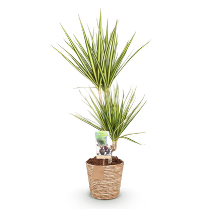 Everspring Dracaena Sunray im Korb, grüne Zimmerpflanze mit langen Blättern, in verschiedenen Größen, Innenraumdekoration