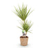 Everspring Dracaena Sunray im Korb, grüne Zimmerpflanze mit langen Blättern, in verschiedenen Größen, Innenraumdekoration