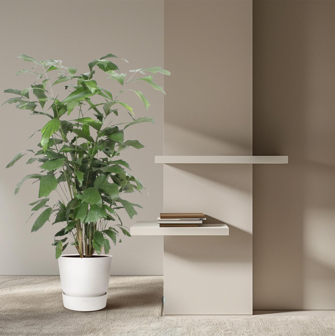 Caryota mitis Fischschwanzpalme, Zimmerpflanze in verschiedenen Größen, grüne tropische Pflanze mit gefiederten Blättern