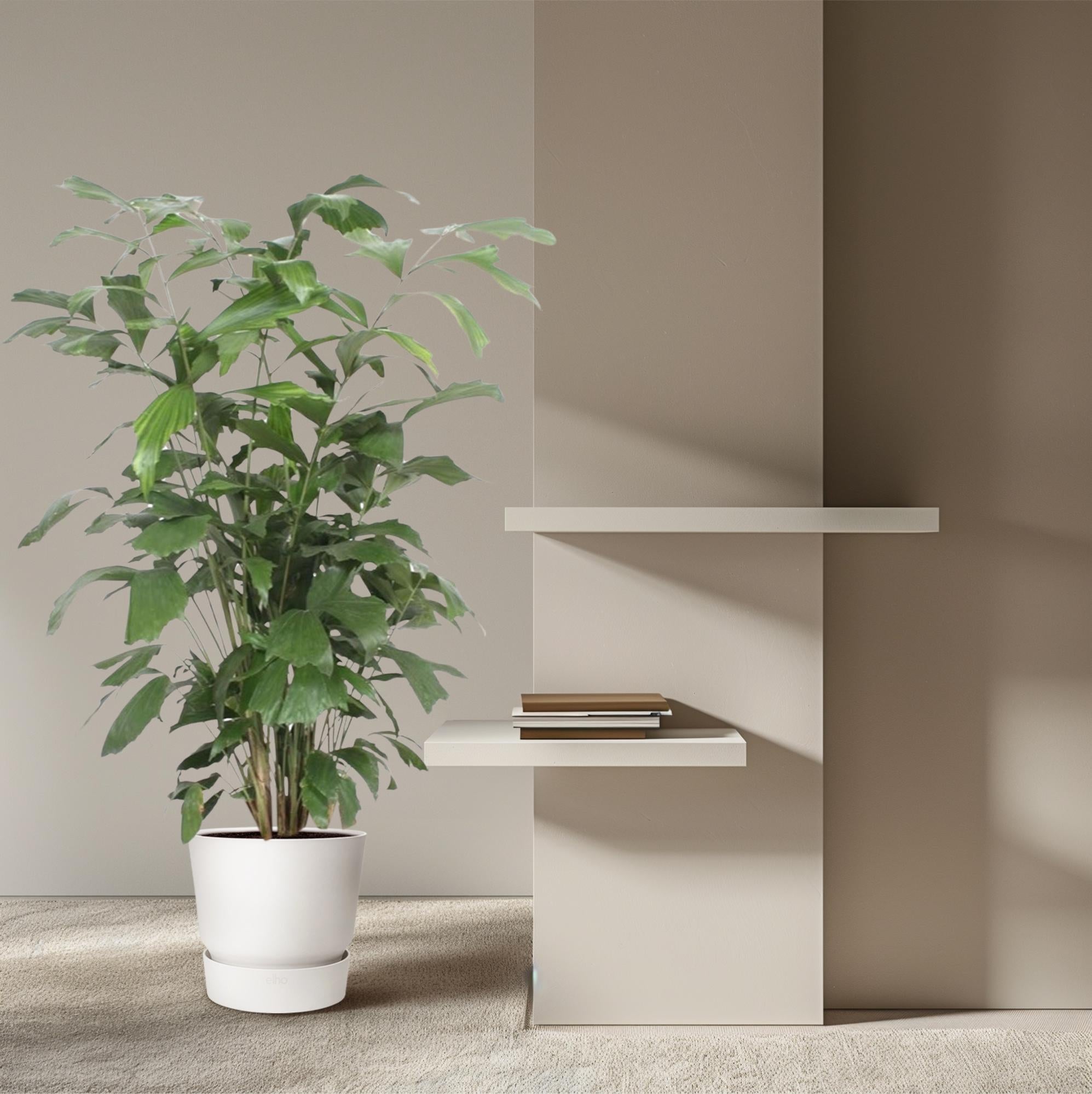 Caryota mitis Fischschwanzpalme, Zimmerpflanze in verschiedenen Größen, grüne tropische Pflanze mit gefiederten Blättern