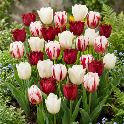Tulpe Dutch Design – Tulipa online kaufen | 15 bis 120 Blumenzwiebeln, Rosa-Weiß &amp; standfest – Wurzelwerk Design