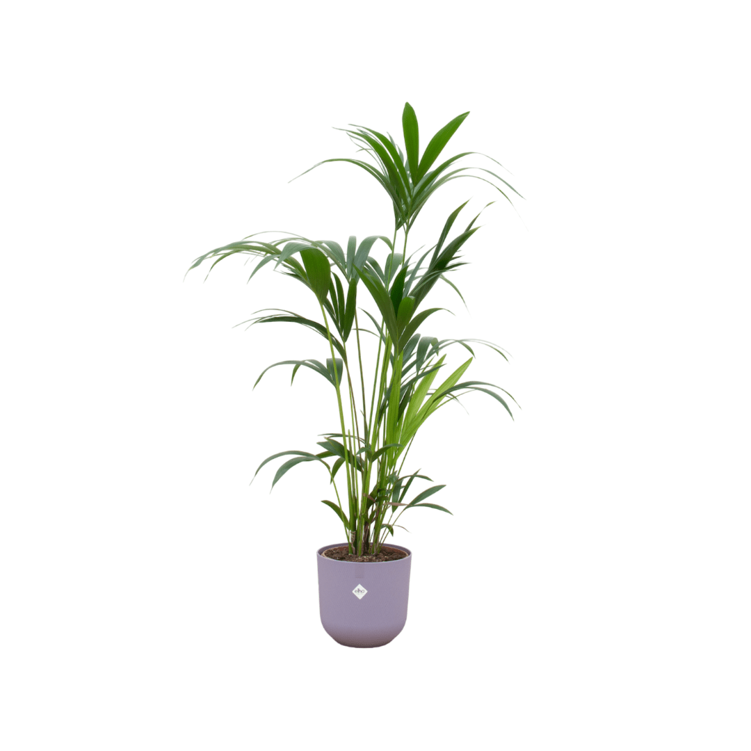 Kentia - Palme 160cm mit Topf – Elegante Zimmerpalme für stilvolles Grün - Wurzelwerk Design