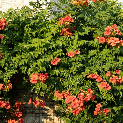 Campsis radicans &