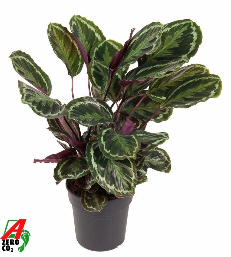 Calathea ‘Medallion’ 80 cm | Korbmarante im Ø24 cm Topf – Immergrün &amp; Haustierfreundlich