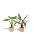 Everspring Alocasia Set im Korb mit Cucullata (60 cm) und Lauterbachiana (75 cm) in dekorativen Pflanzkörben, grüne Blätter, Zimmerpflanzen