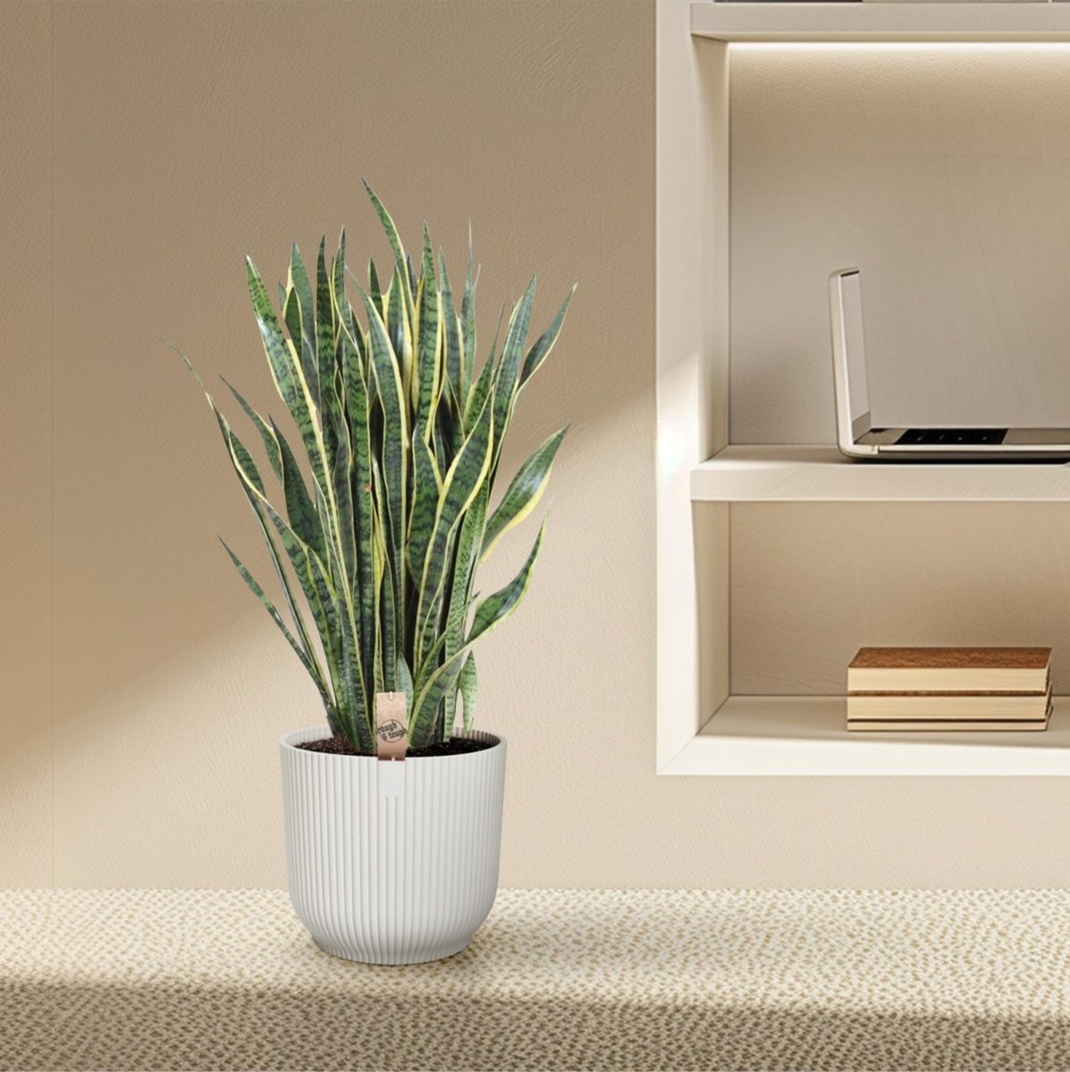 Sansevieria Laurentii 100 cm – XL Bogenhanf - Wurzelwerk Design