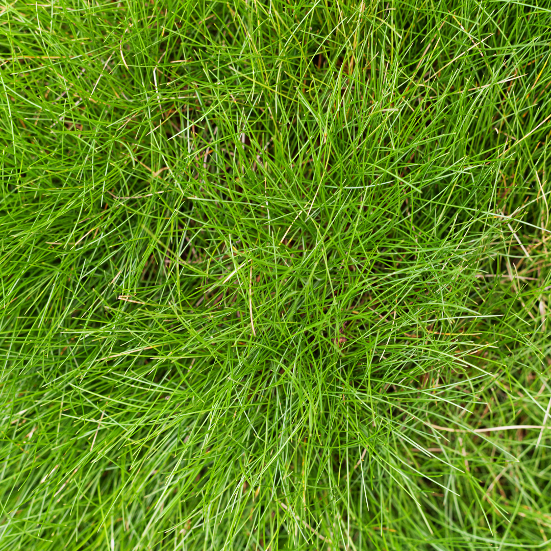 Sechs Festuca gautieri Pflanzen, ca. 10-25 cm hoch, Durchmesser 9 cm, Everspring, dünne grüne Bodendecker in Topf.