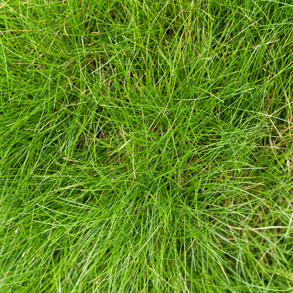 Sechs Festuca gautieri Pflanzen, ca. 10-25 cm hoch, Durchmesser 9 cm, Everspring, dünne grüne Bodendecker in Topf.