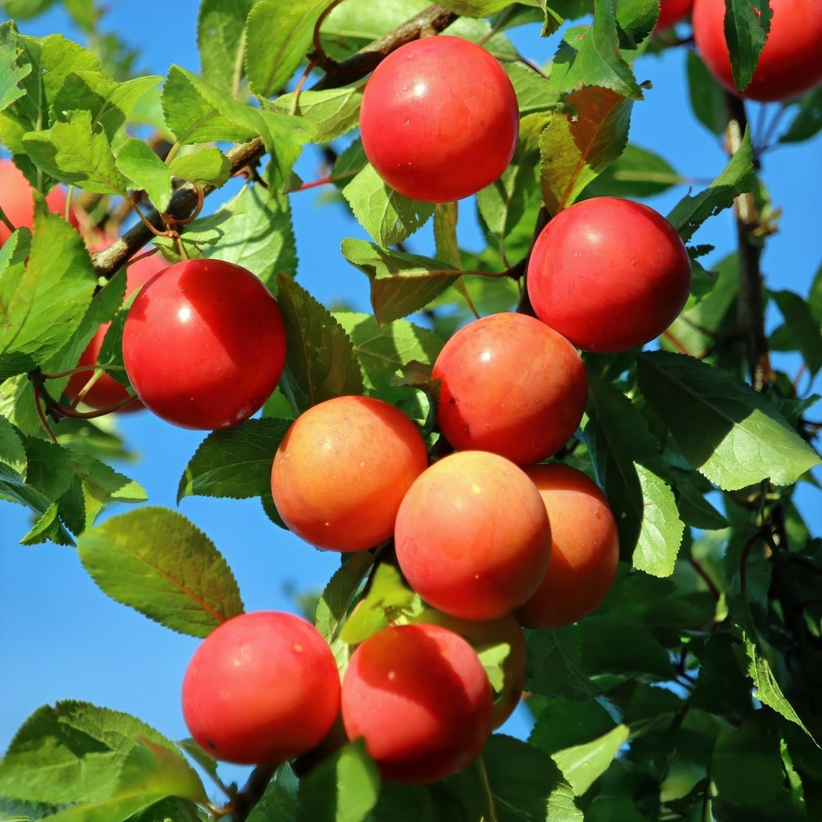 Pflaumenbaum - Prunus domestica Victoria - Rote Pflaume - Topf 21cm Höhe 90cm - Wurzelwerk Design