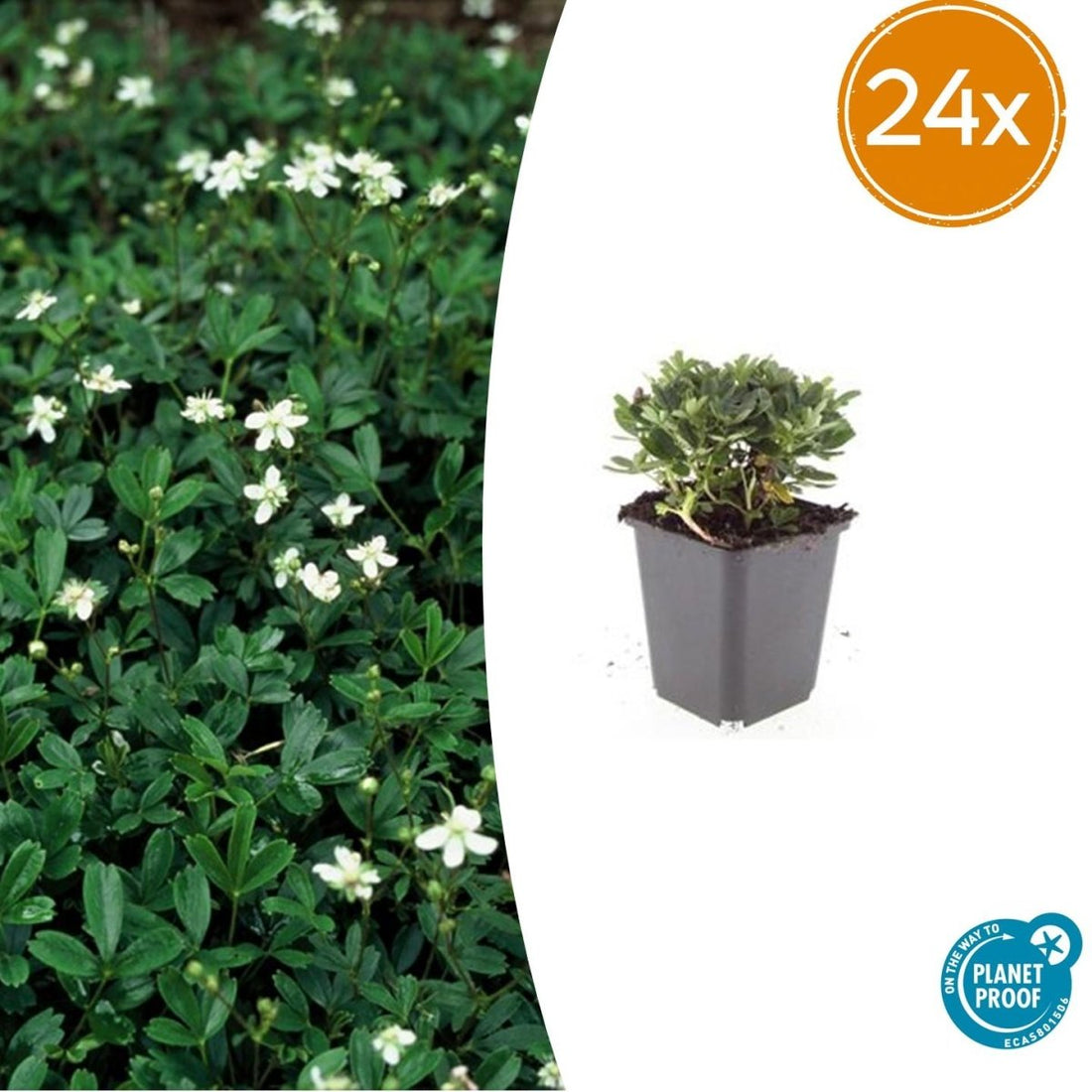 Potentilla tridentata ‘Nuuk’ – 24 Stück, Ø 9 cm Topf, Höhe 10–25 cm – Immergrüner, robuster Bodendecker - Wurzelwerk Design