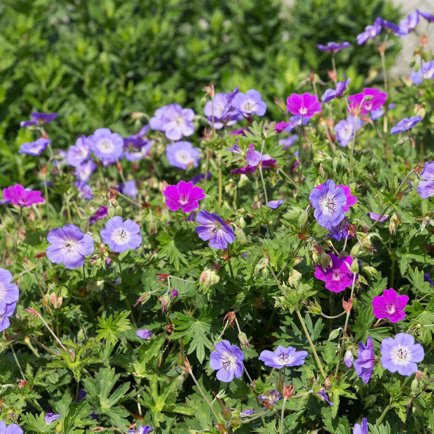 Stauden Packet - Bodendecker - 24 Stauden - Für 3 m2 - Verschiedene Farben - Wenig Pflege - Topf 11cm