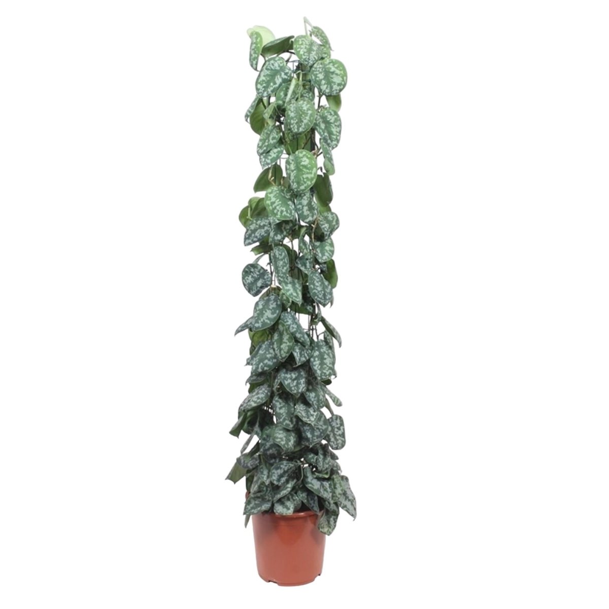 Scindapsus Pictus Trebie - 160 cm - Ø 27 cm - Wurzelwerk Design