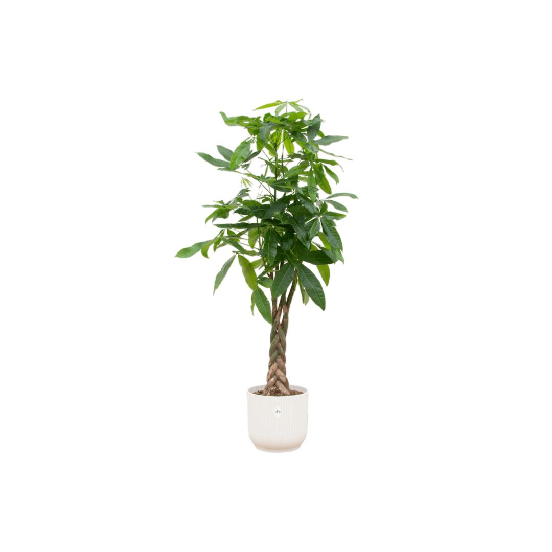 Pachira aquatica 140 cm | Glückskastanie im Ø30 cm Topf mit verschiedenen Übertöpfen - Wurzelwerk Design