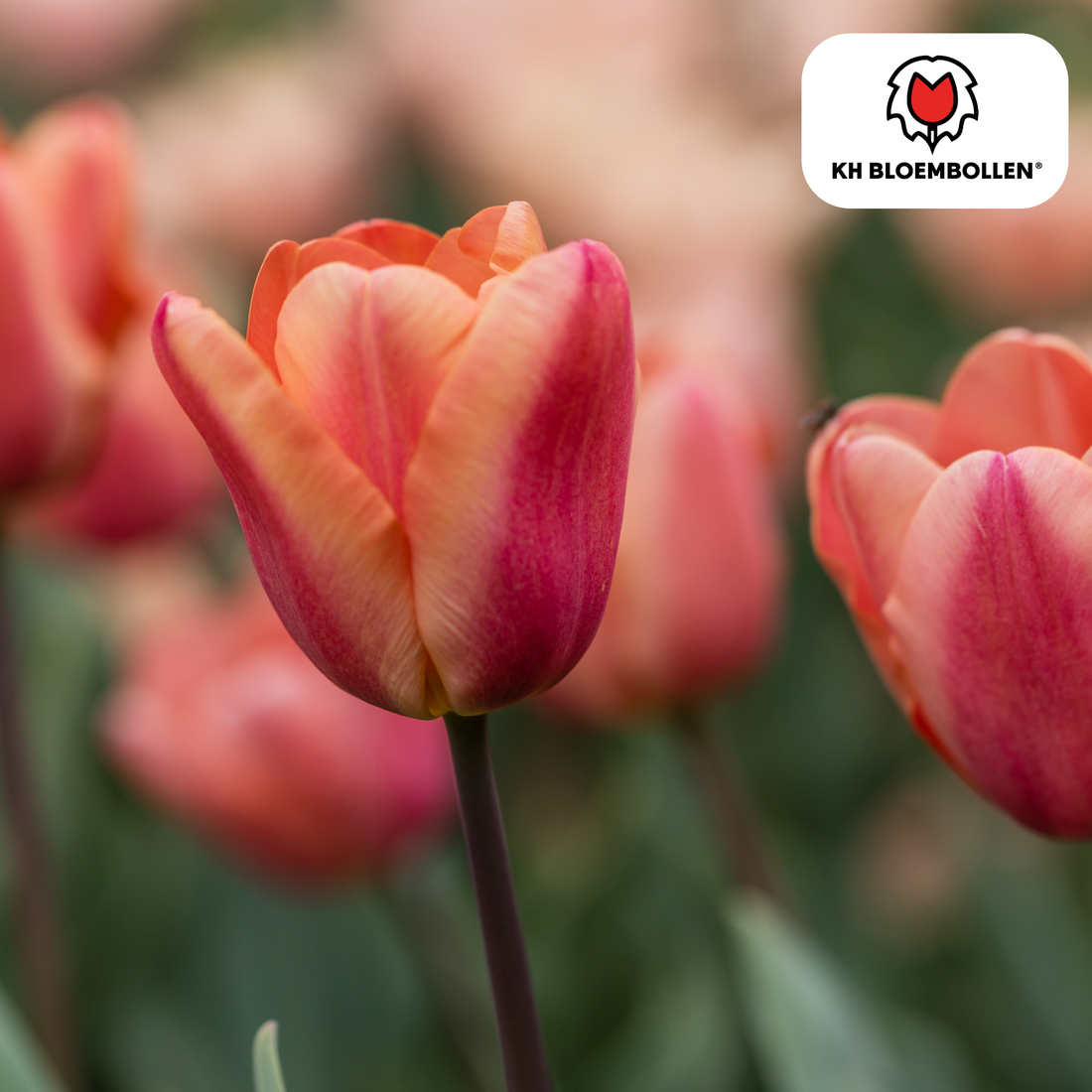 Everspring Tulpenzwiebeln Apricot Foxx, 20er-Pack, zart apricotfarbene Blüten, fröhliche Frühlingsblumen, Pflanzenschönheit