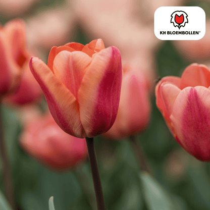 Everspring Tulpenzwiebeln Apricot Foxx, 20er-Pack, zart apricotfarbene Blüten, fröhliche Frühlingsblumen, Pflanzenschönheit