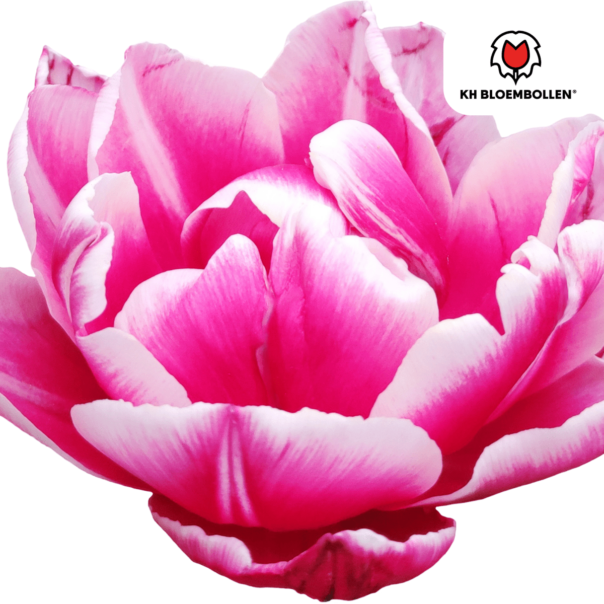 Tulpenzwiebeln Columbus – 20 Stück | Gefüllte rosa - weiße Tulpen - Wurzelwerk Design