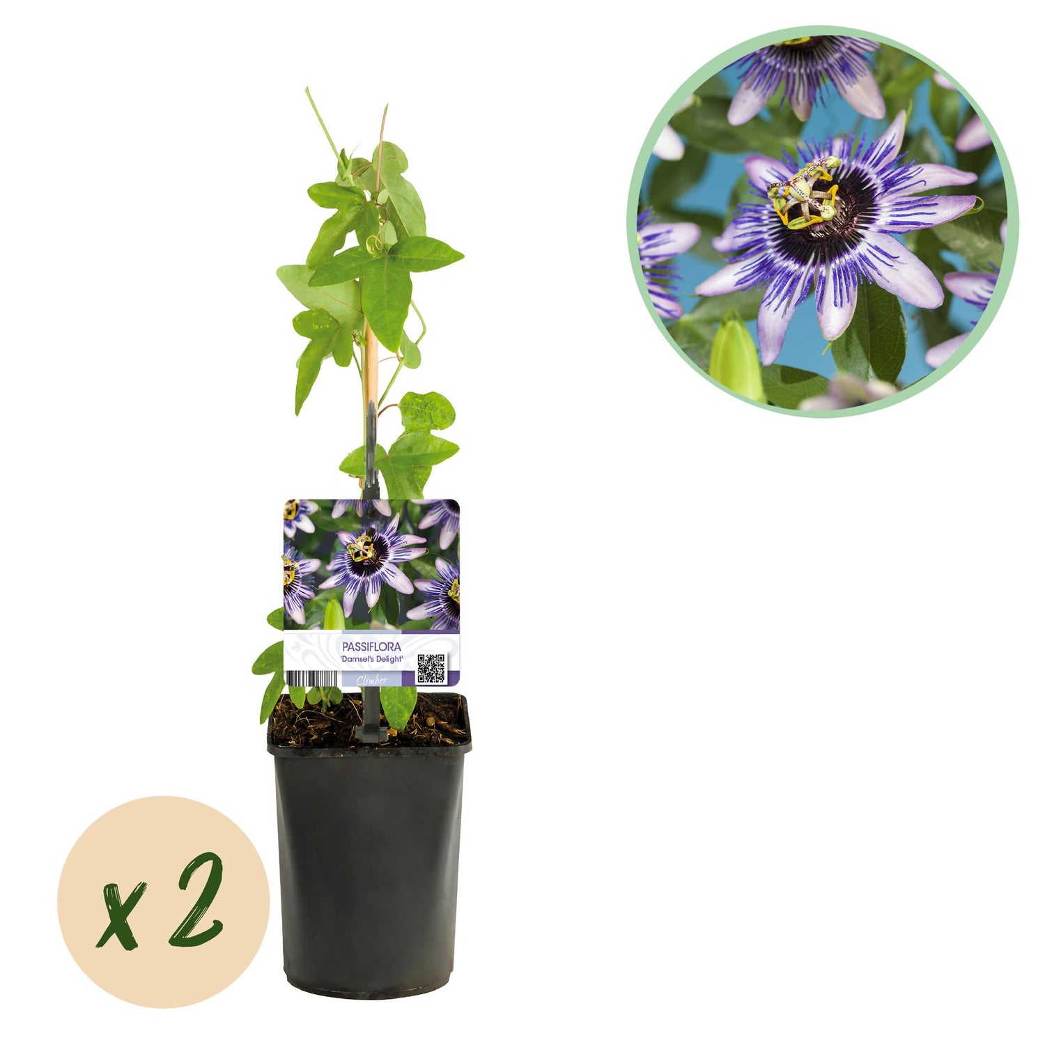 Passionsblume Passiflora Damsel’s Delight | Lila-weiße Blüten – 2 Pflanzen 40 cm Ø11 cm Topf