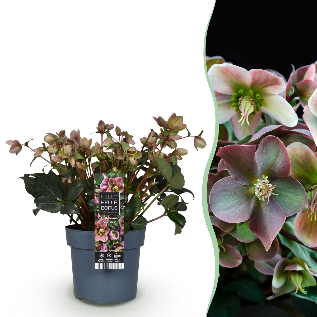 Helleborus &