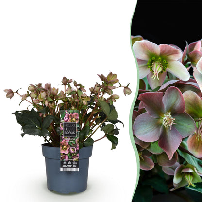 Helleborus &