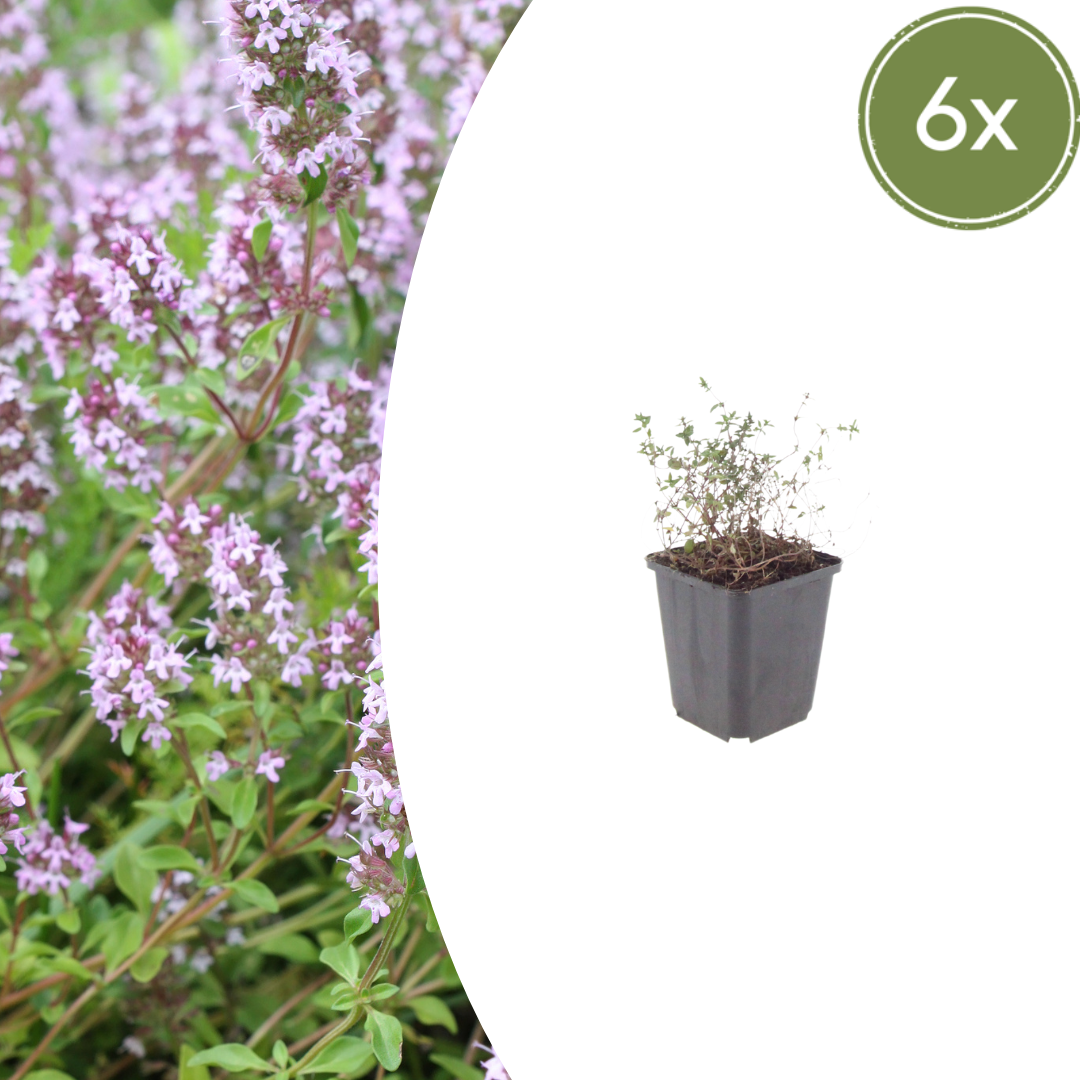 Sechs Thymus vulgaris Topfpflanzen von Everspring, ca. 10-25 cm hoch, Durchmesser 9 cm, frische Küchenkräuter im Topf