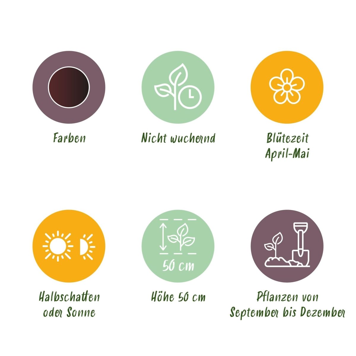 Blumenzwiebeln Tulpe Triumph Black | 15 Stück Dunkel - Lila – Zwiebelgröße 11/12 – XXL Pack - Wurzelwerk Design