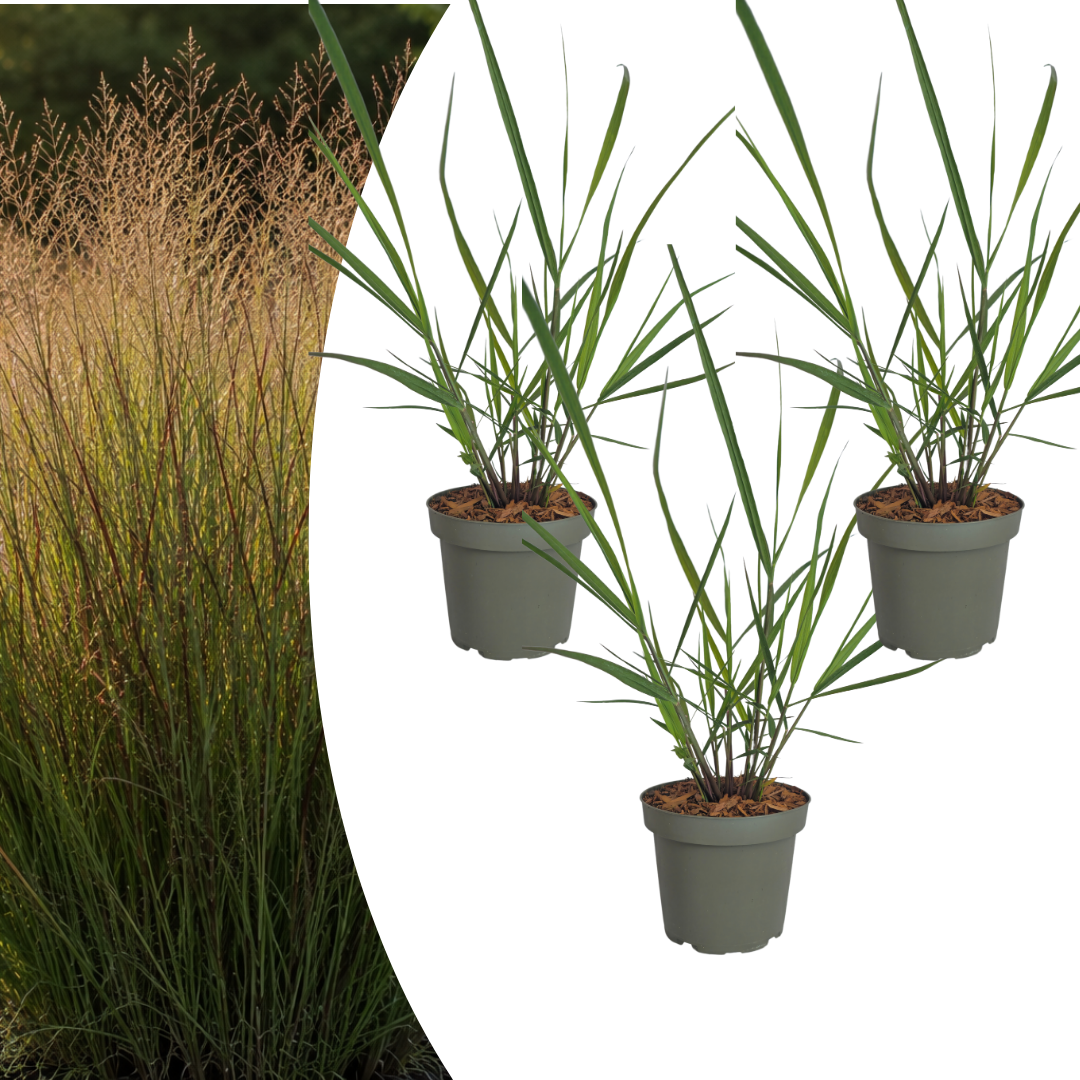 Ziergras Rotstrahlbusch kaufen | 3× Panicum virgatum, Ø 12 cm