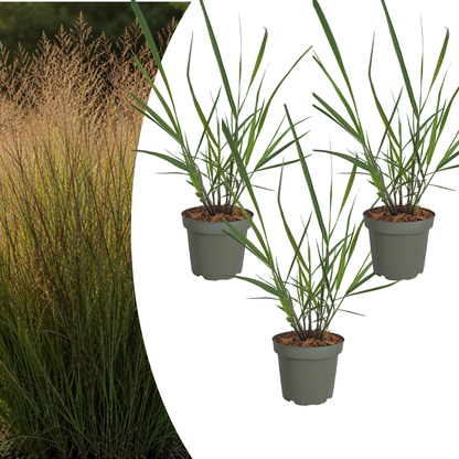 Ziergras Rotstrahlbusch kaufen | 3× Panicum virgatum, Ø 12 cm