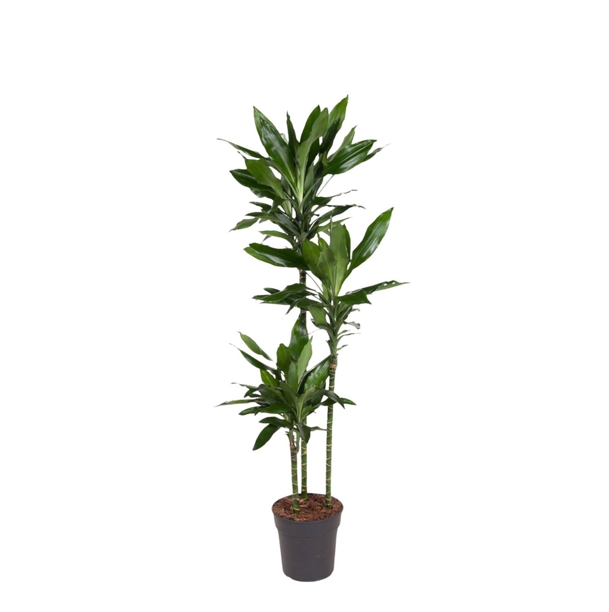 Dracaena Janet Lind – Elegante &amp; pflegeleichte Zimmerpflanze - Wurzelwerk Design