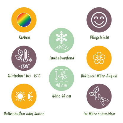 Stauden Packet - Bodendecker - 24 Stauden - Für 3 m2 - Verschiedene Farben - Wenig Pflege - Topf 11cm