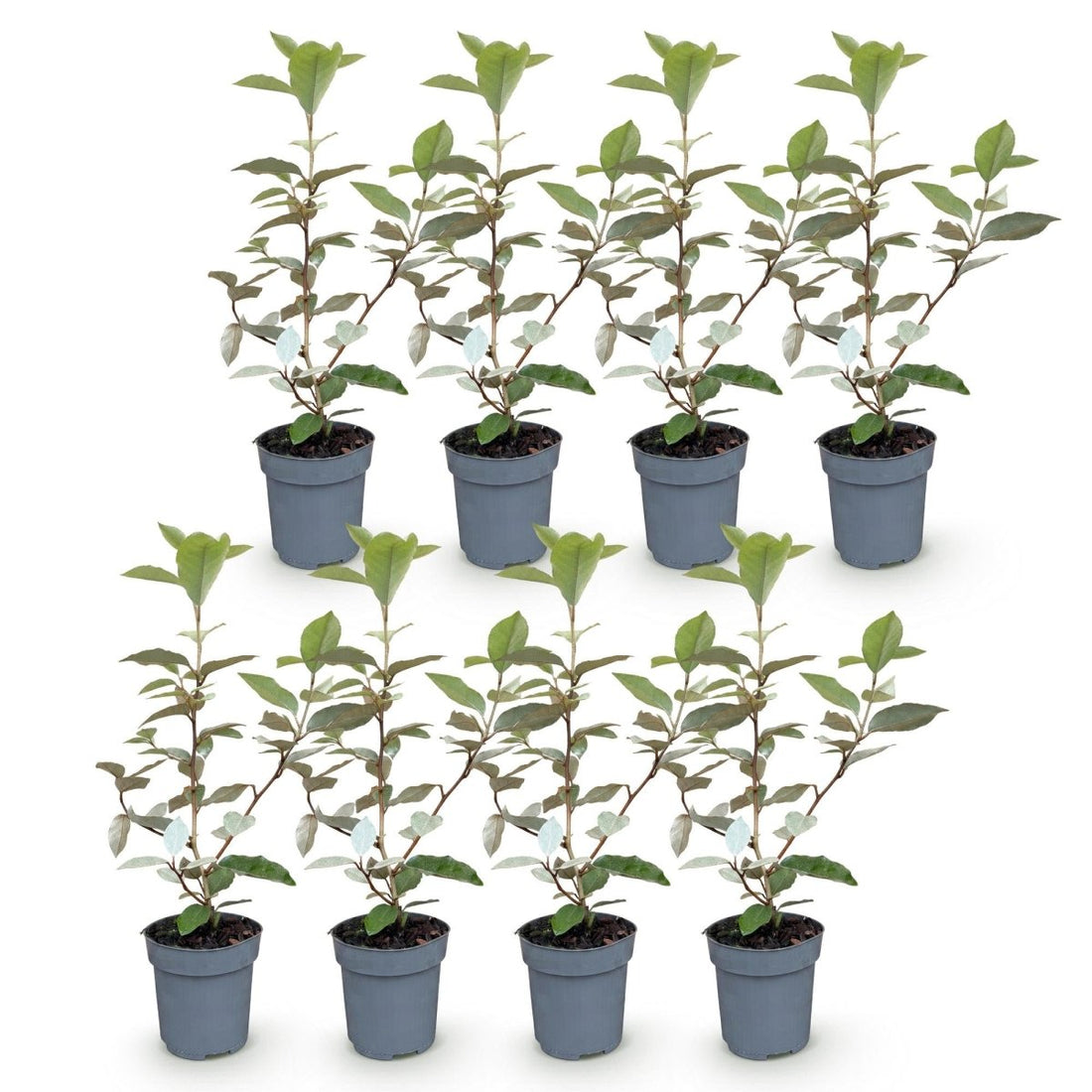 Ölweide kaufen – 8 Heckenpflanzen Elaeagnus ebbingei &