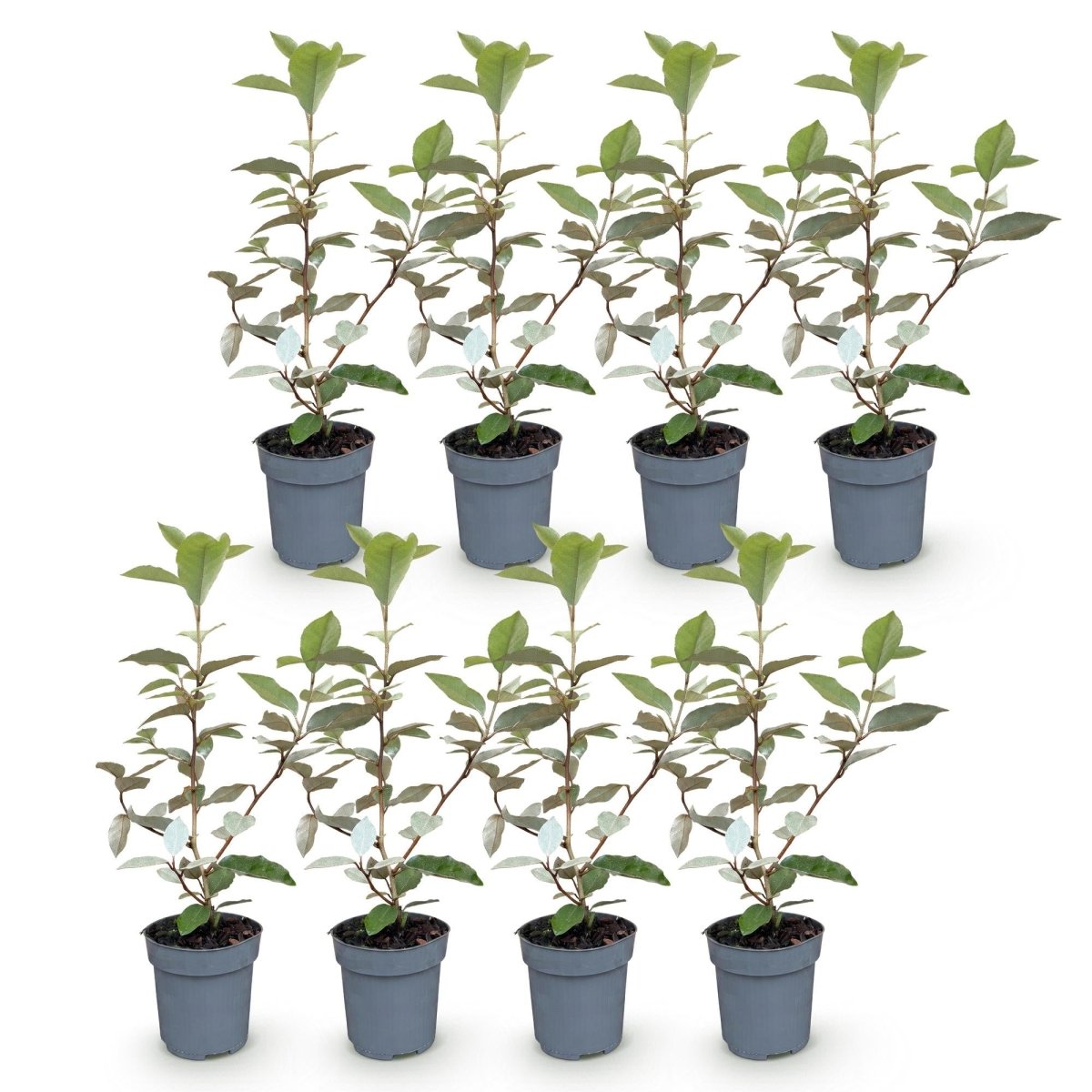 Ölweide kaufen – 8 Heckenpflanzen Elaeagnus ebbingei &