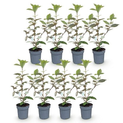 Ölweide kaufen – 8 Heckenpflanzen Elaeagnus ebbingei &