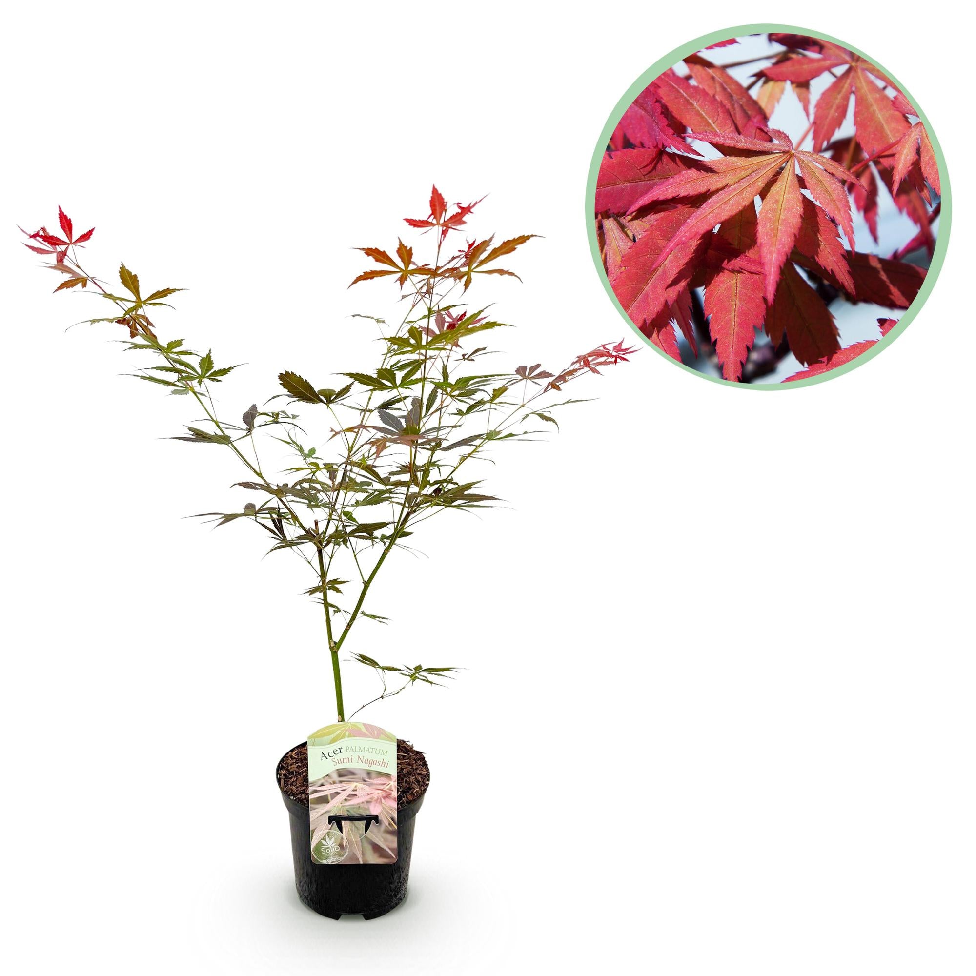 Japanischer Ahorn Acer palmatum Sumi-nagashi in Rot, topf 19cm, Höhe 70cm, laubabwerfende Pflanze von Everspring.