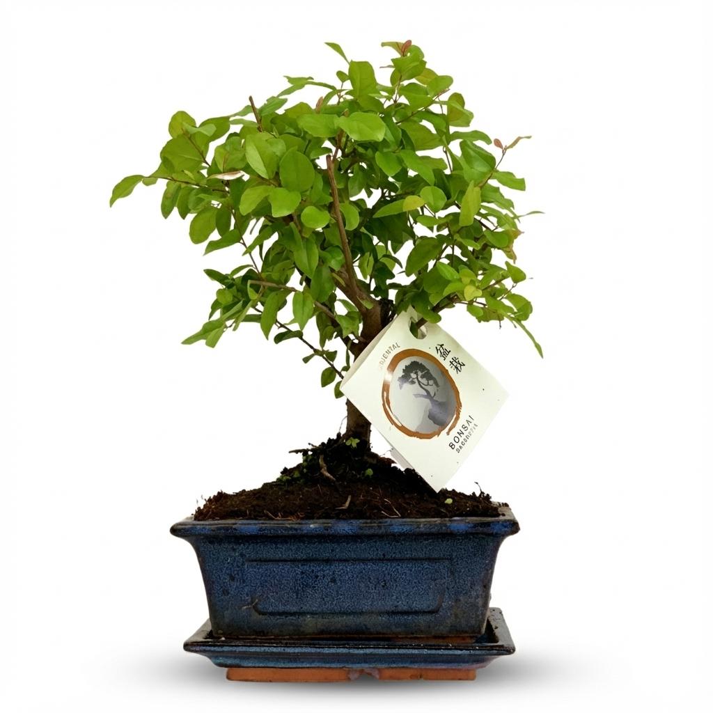 Kugelförmiger Bonsai im Keramiktopf, Everspring, 25-30 cm hoch, detailreiche grüne Pflanze für Zimmer oder Balkon.