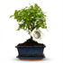 Kugelförmiger Bonsai im Keramiktopf, Everspring, 25-30 cm hoch, detailreiche grüne Pflanze für Zimmer oder Balkon.