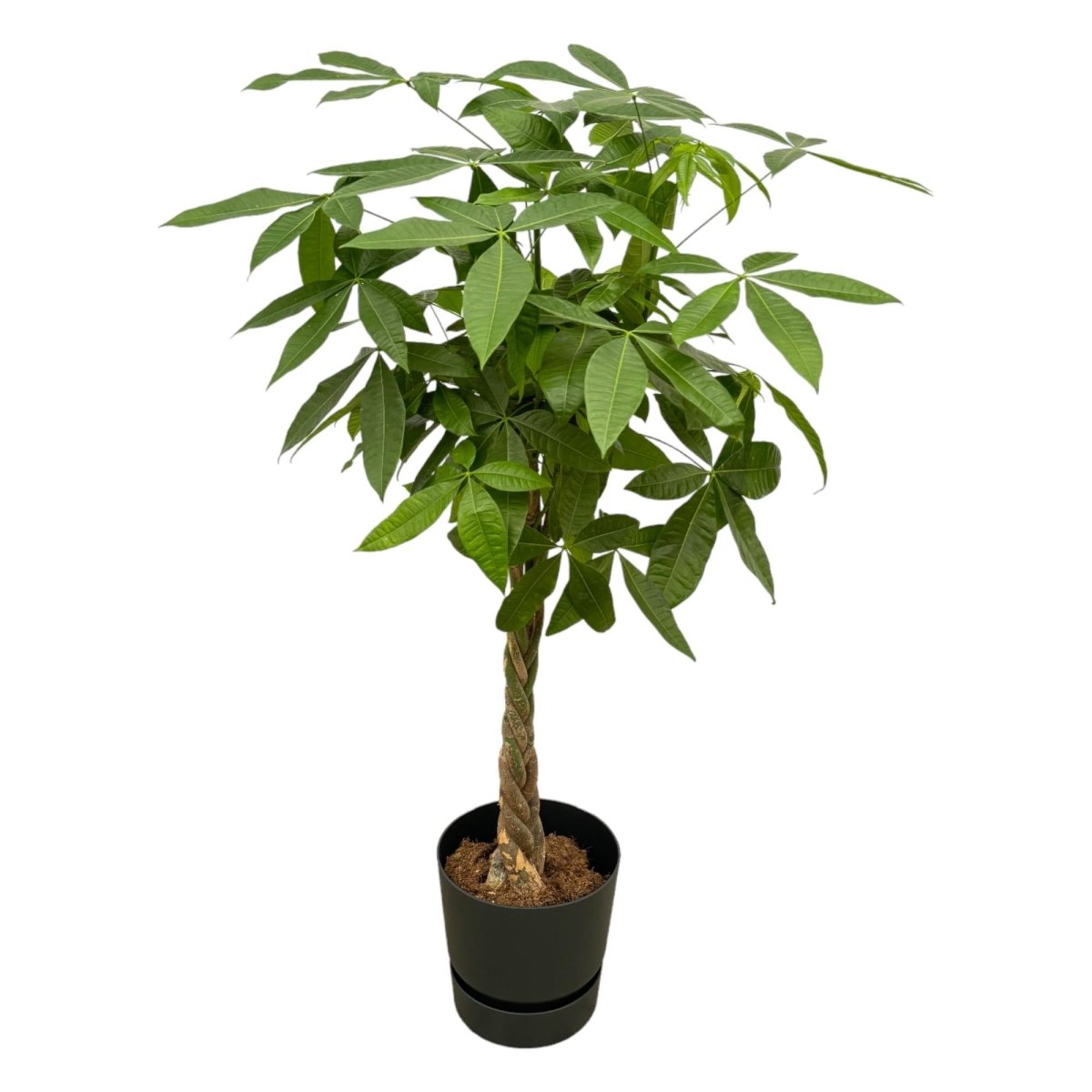 Pachira aquatica 140 cm | Glückskastanie im Ø30 cm Topf mit verschiedenen Übertöpfen - Wurzelwerk Design