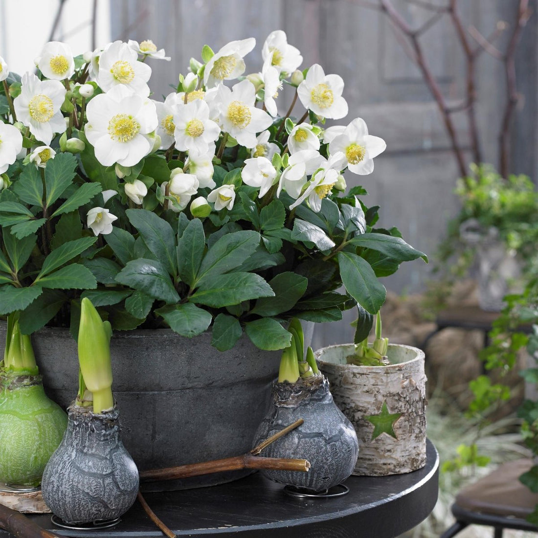 Christrose &