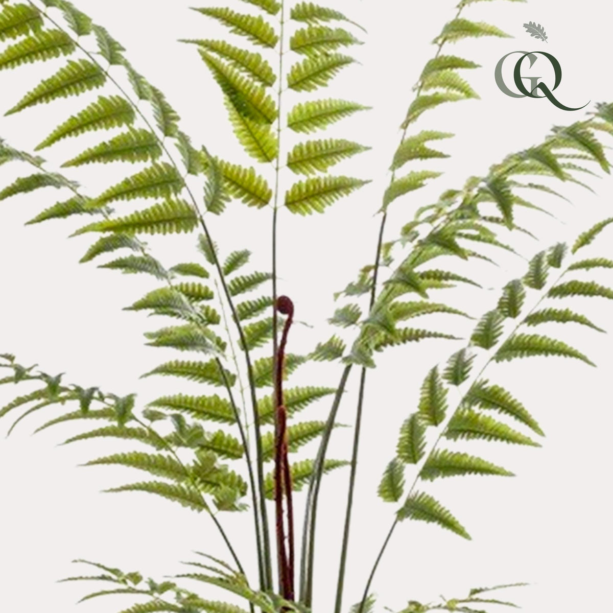 Kunstpflanze Lederfarn Rumohra Adiantiformis, 180 cm, Everspring, detailreiche grüne Kunststoffpflanze als Dekoration