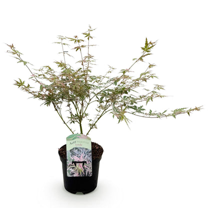 Japanischer Ahorn Acer palmatum Iyoshi in rosa, laubabwerfende Pflanze in 19cm Topf, Höhe ca. 70cm, Everspring.