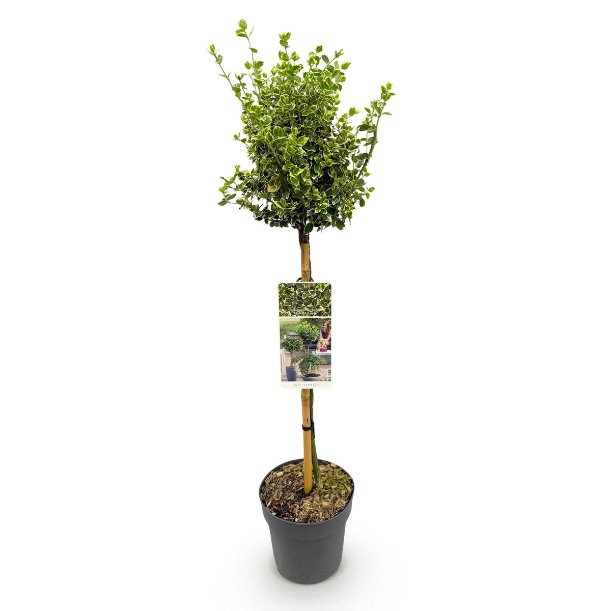 Immergrüner Euonymus fortunei Emerald Gaiety in Topf, grün-graue Blätter, winterhart, für Terrasse, Höhe 90cm, Everspring.