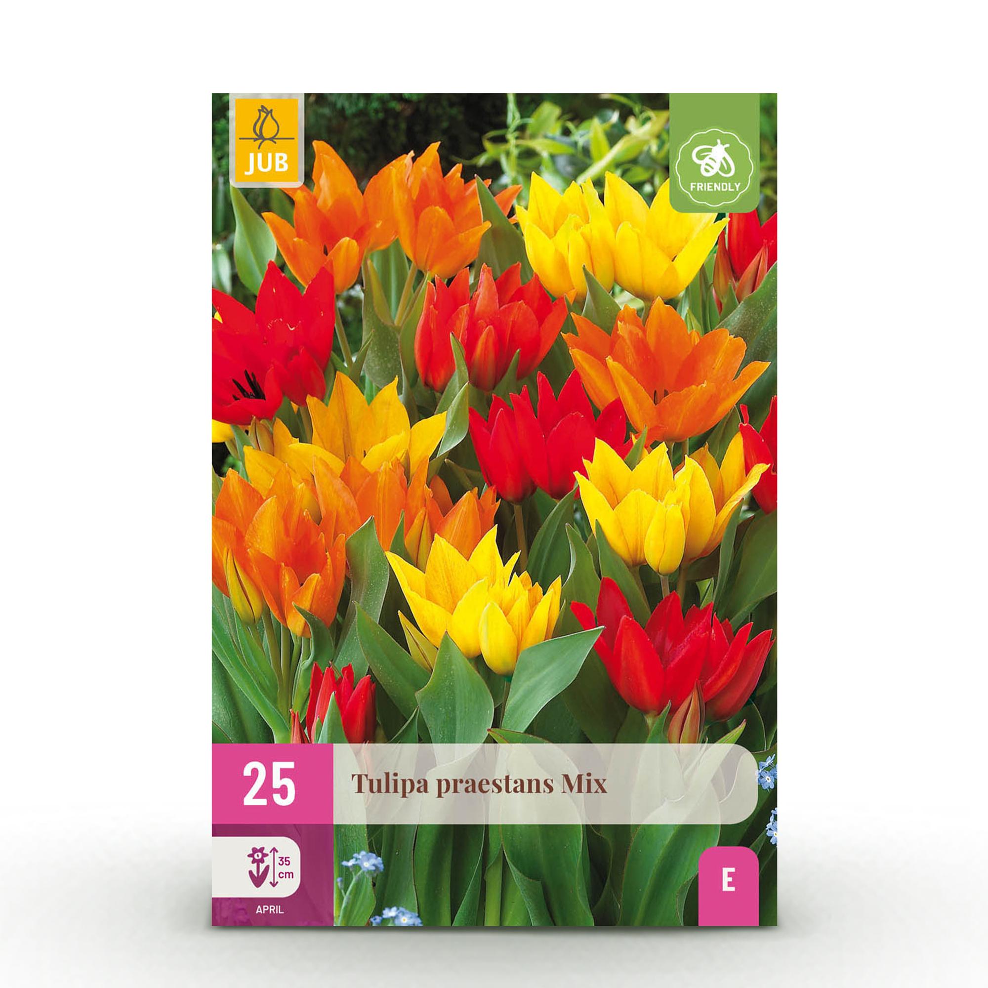 Tulpe Praestans Mix - Verschiedene Farben - 25 Stück - Zwiebelgröße 8/9 - XXL Pack
