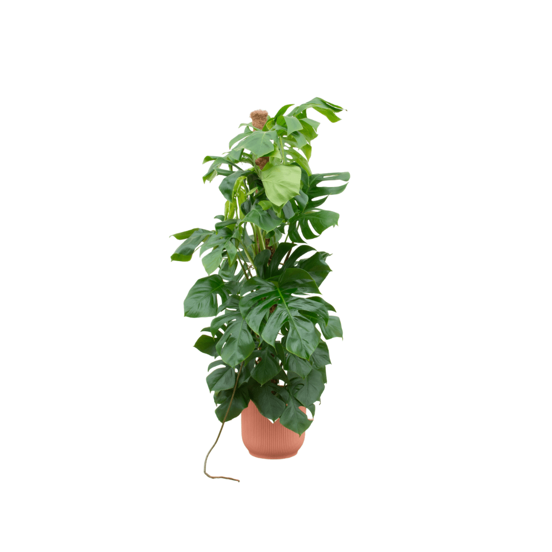 Monstera kaufen – Monstera Pertusum XL im Topf, ca. 120 cm - Wurzelwerk Design