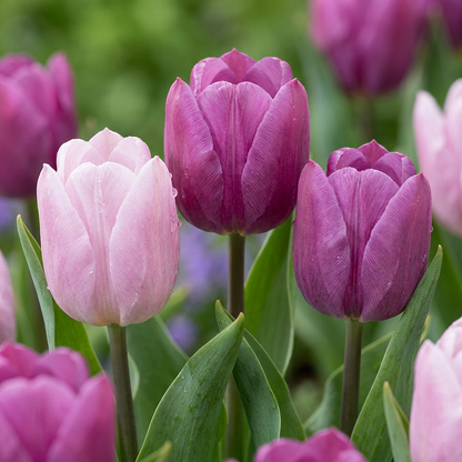 Tulpen-Mischung Prince – Tulipa online kaufen | 40 bis 320 Blumenzwiebeln, frühblühend &amp; duftend – Wurzelwerk Design