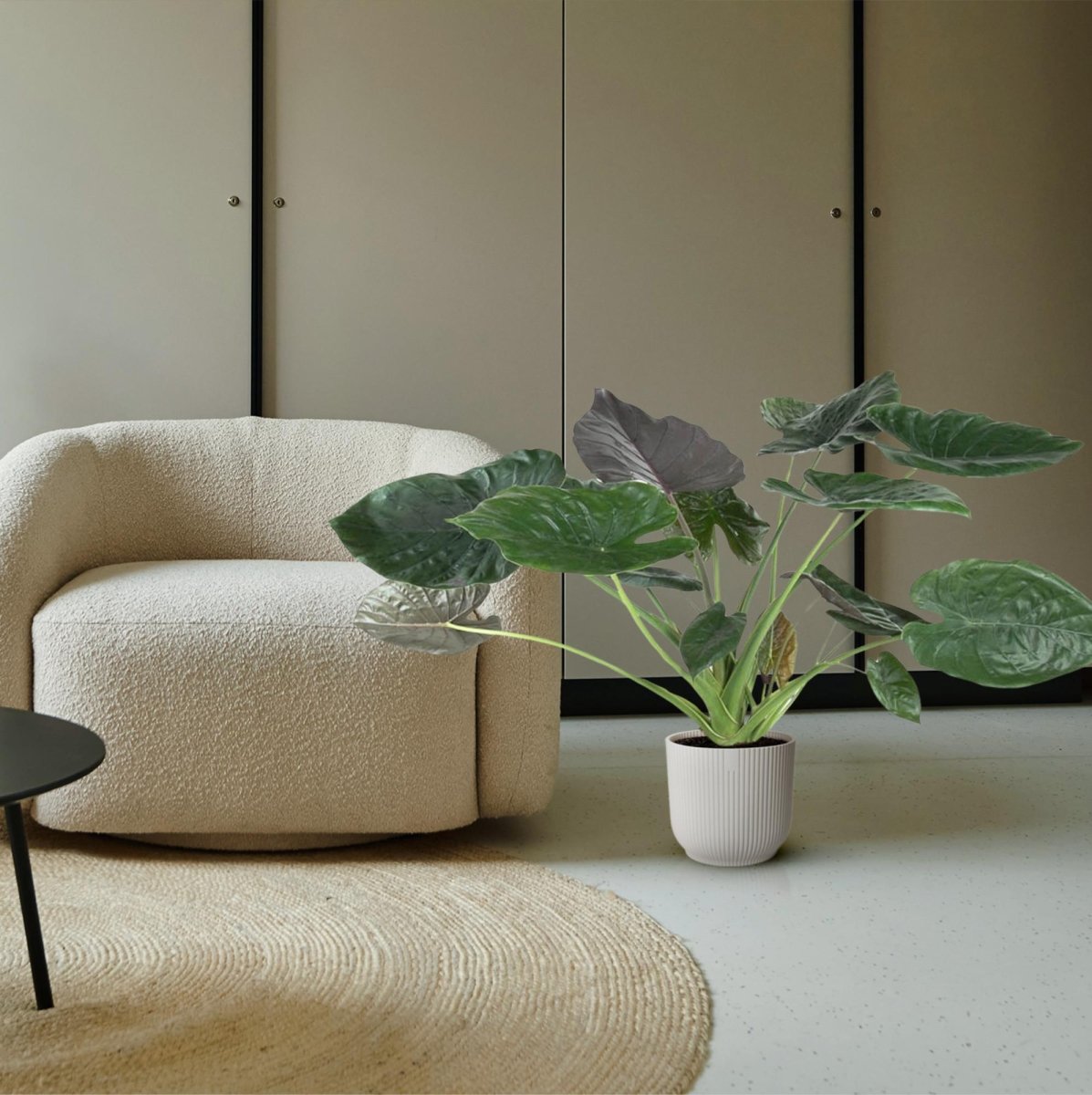 Alocasia Wentii 120 cm | Tropische Zimmerpflanze im XL - Format - Wurzelwerk Design