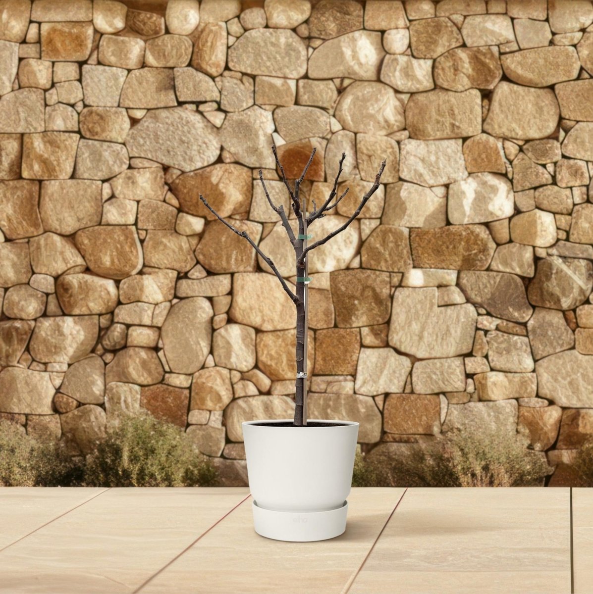Ficus Carica – Echter Feigenbaum für Garten &amp; Terrasse - Wurzelwerk Design