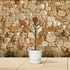 Ficus Carica – Echter Feigenbaum für Garten & Terrasse - Wurzelwerk Design