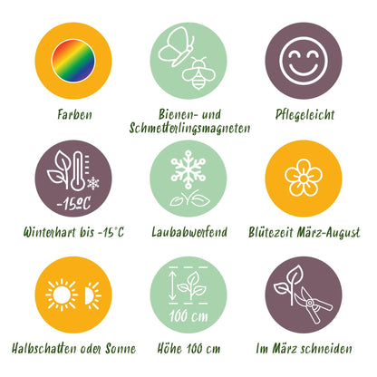 Stauden Paket Bienen- &amp; Schmetterlingsanziehend | 8 Stauden – Für 1 m² – Pflegeleicht &amp; winterhart