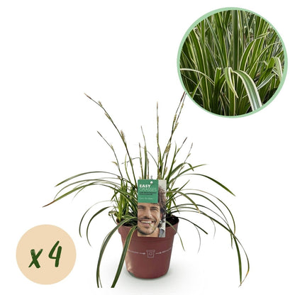 Carex morrowii &